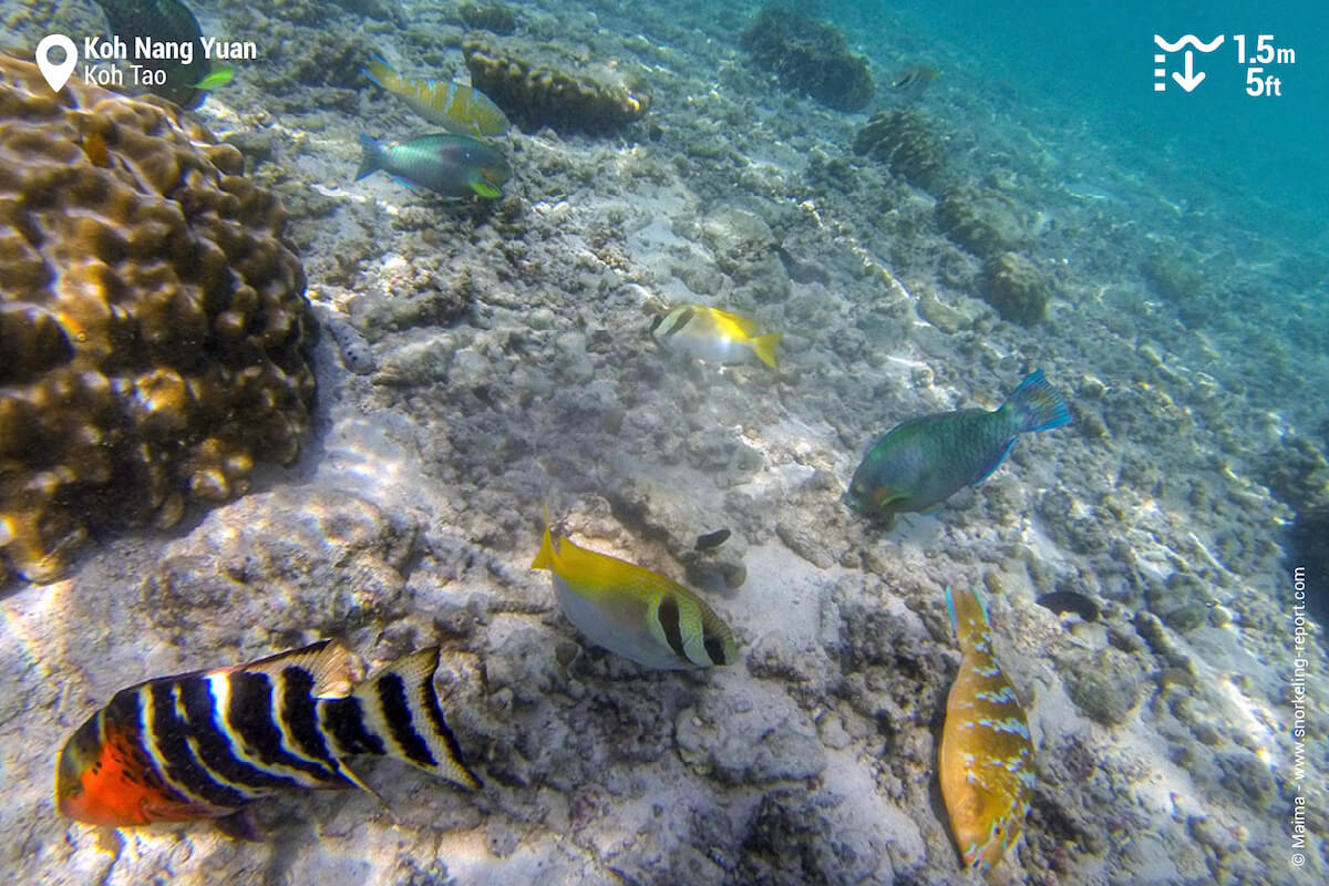 Reef fish near Koh Nang Yuan beach