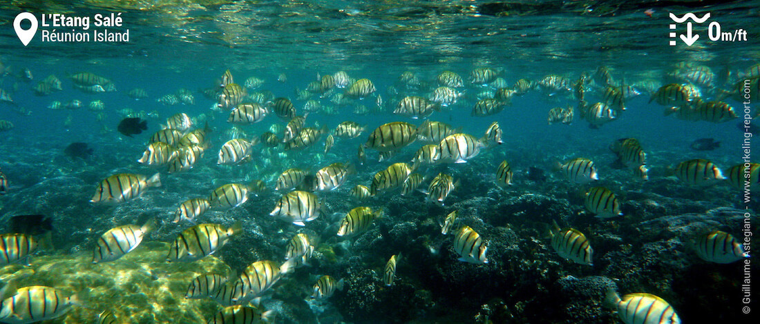Shoal of convict tang at Etang Salé, Réunion Island