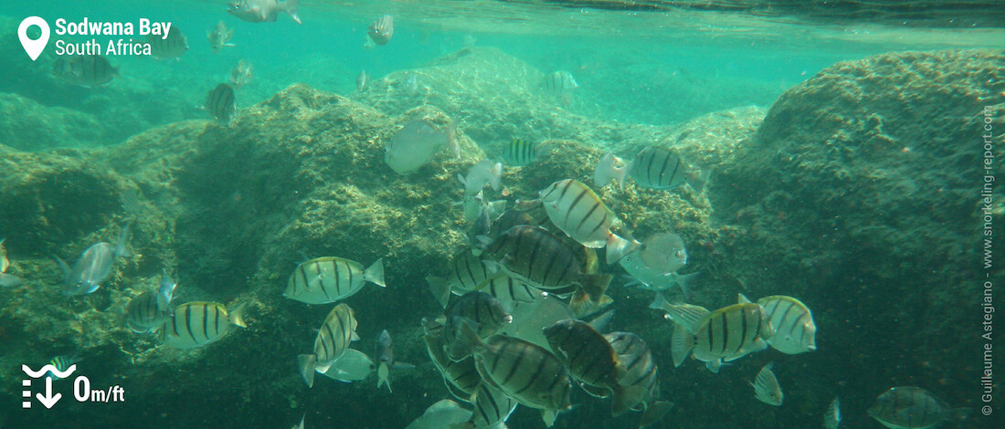 Shoal of convict tang in Sodwana Bay