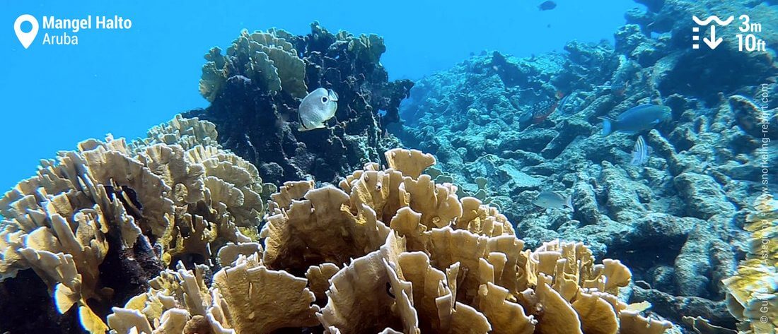 Récif corallien à Mangel Halto, Aruba