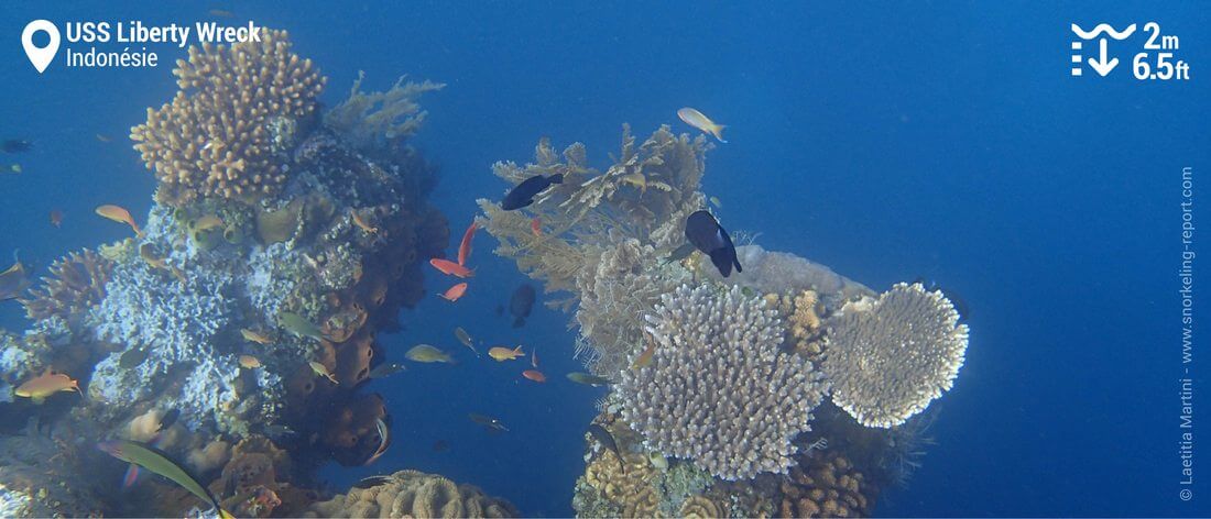 Coraux sur l'épave de l'USS Liberty, Bali