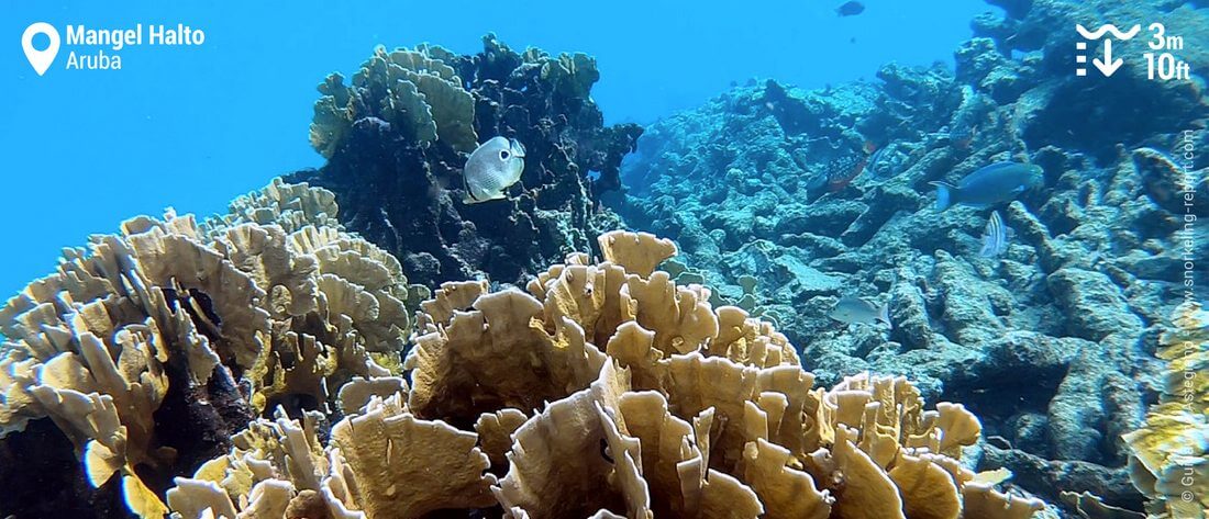 Coral and fish at Mangel Halto reef, Aruba