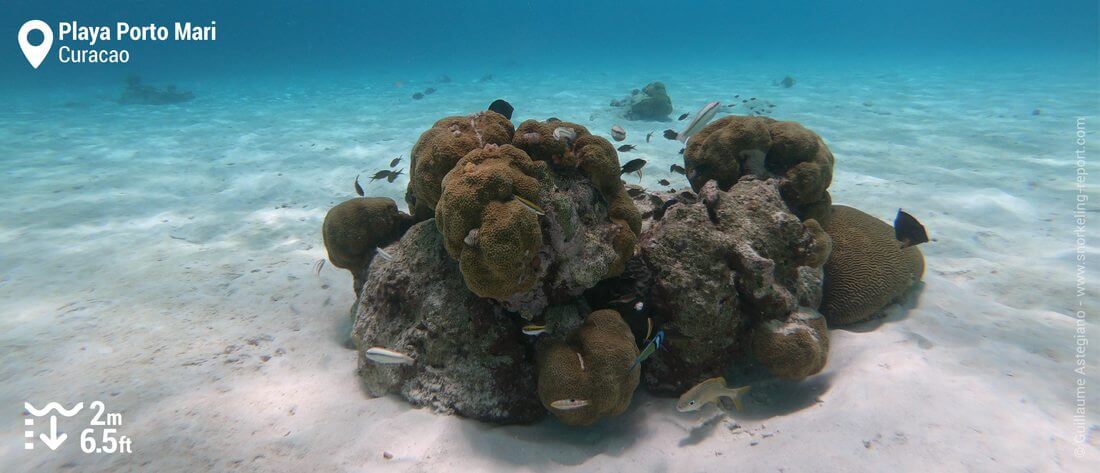 Coral cluster at Playa Porto Mari, Curacao