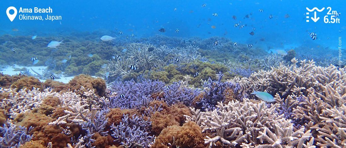 Ama Beach coral garden, Zamami Island