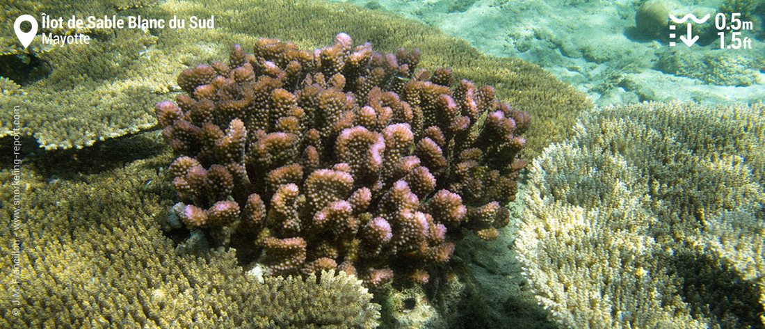 Coral at îlot de Sable Blanc du Sud