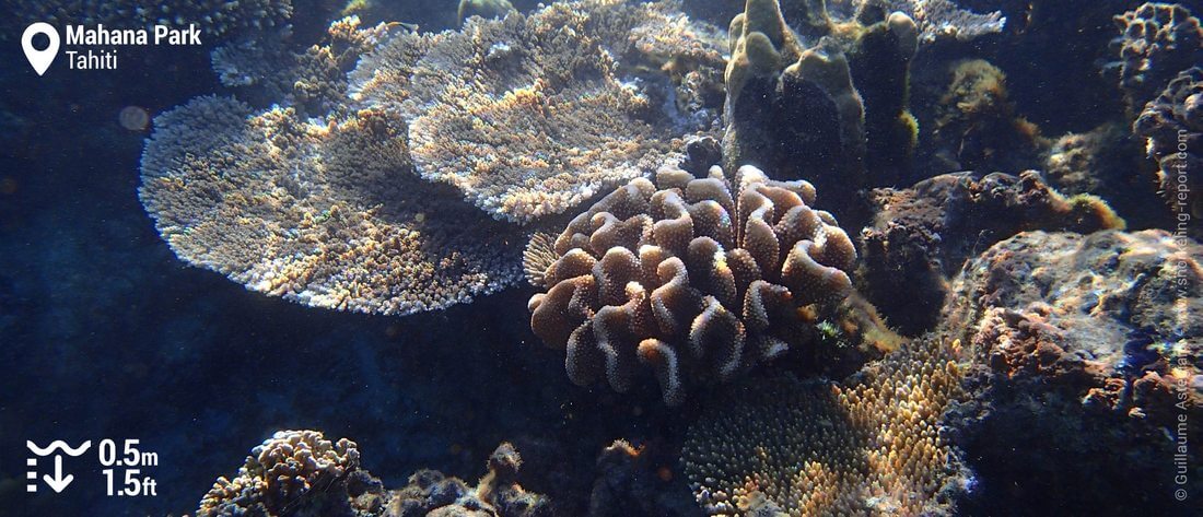 Coral at Mahana Park, Tahiti