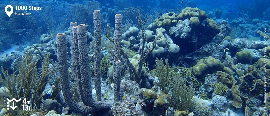 1000 Steps coral reef snorkeling
