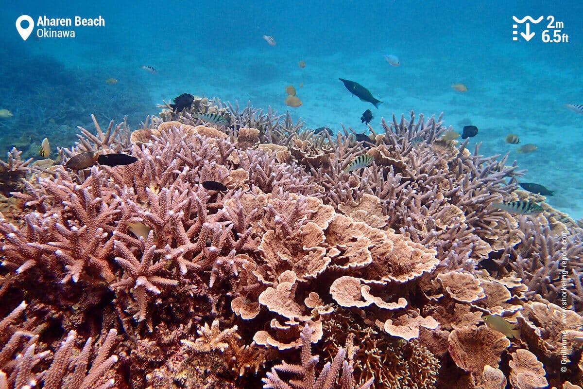 Coral reef at Aharen Beach