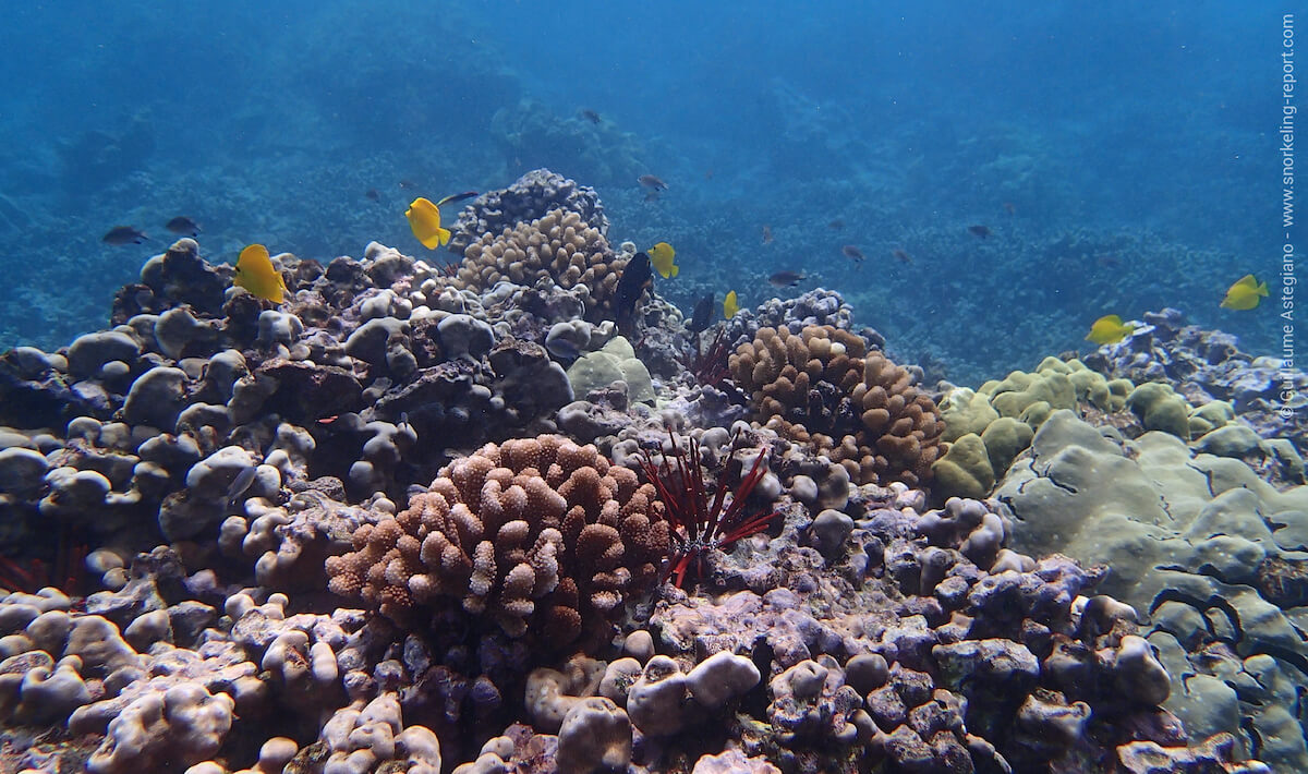 Coral reef in Ahihi Kinau