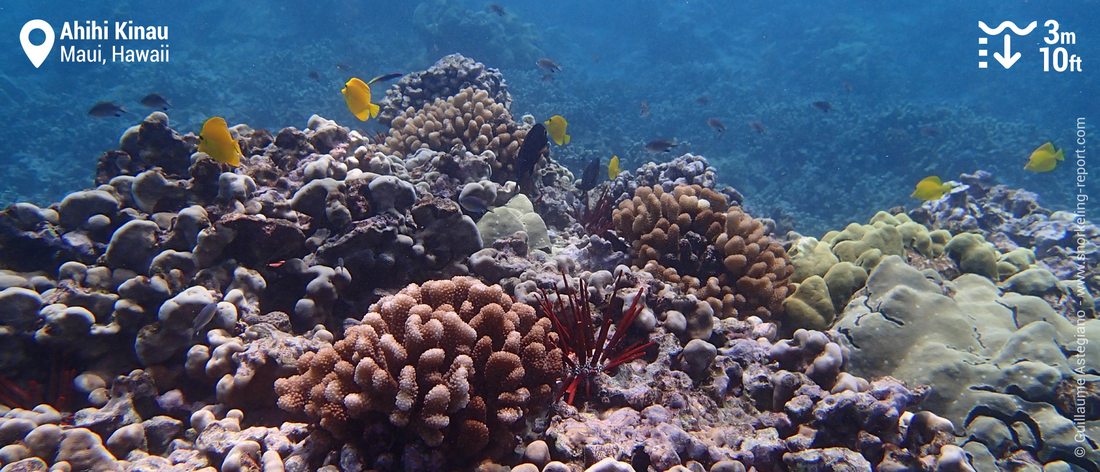 Ahihi Kinau coral reef snorkeling