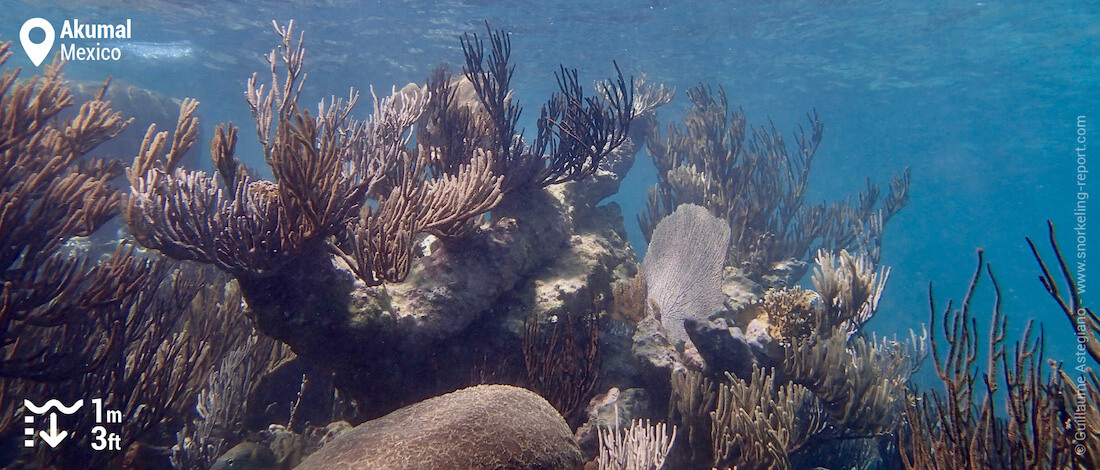 Coral reef at Akumal, Mexico