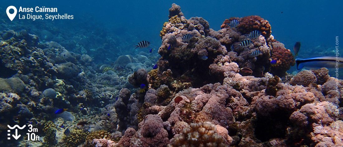 Coral reef at Anse Caiman, La Digue Island