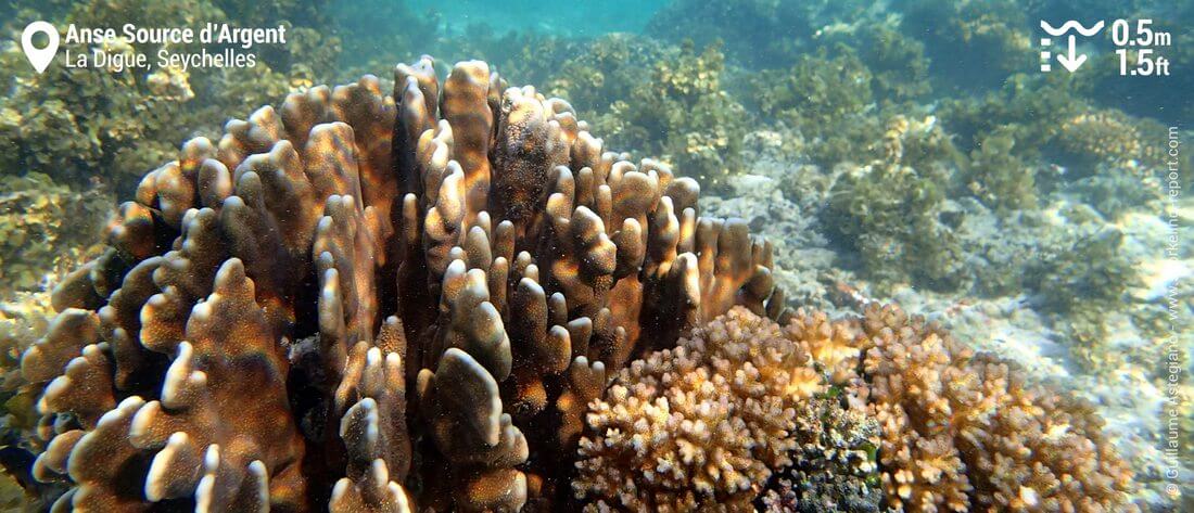 Corals at Anse Source d'Argent, La Digue