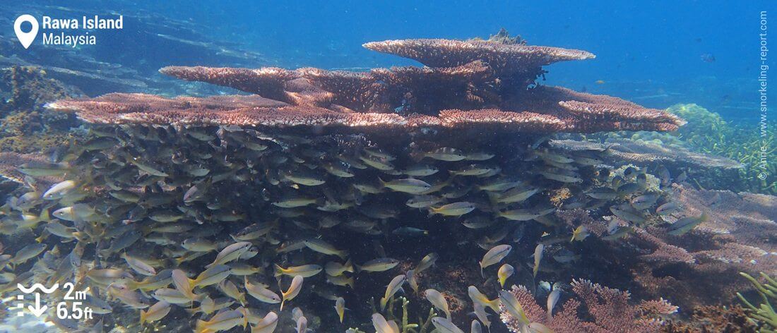 Coral reef snorkeling at Rawa Island, Malaysia