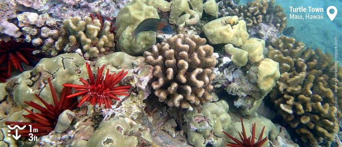 Coral reef at Turtles Town, Maui