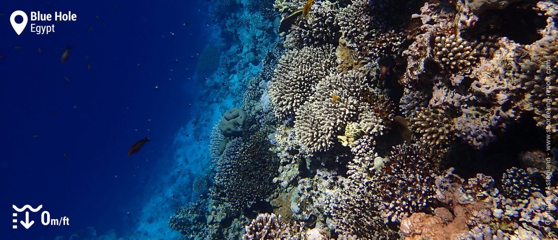 Dahab's Blue Hole reef drop-off, Red Sea