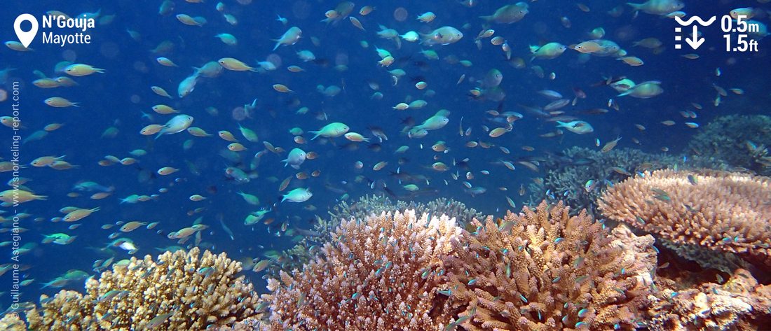 N'Gouja coral reef drop off, Mayotte