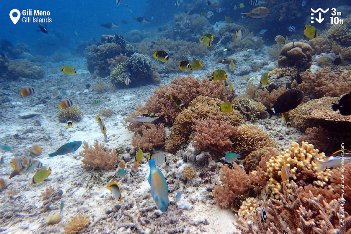Coral reef at Gili Meno