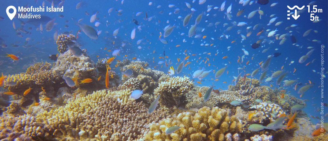 Snorkeling sur le récif de Moofushi Island, Maldives