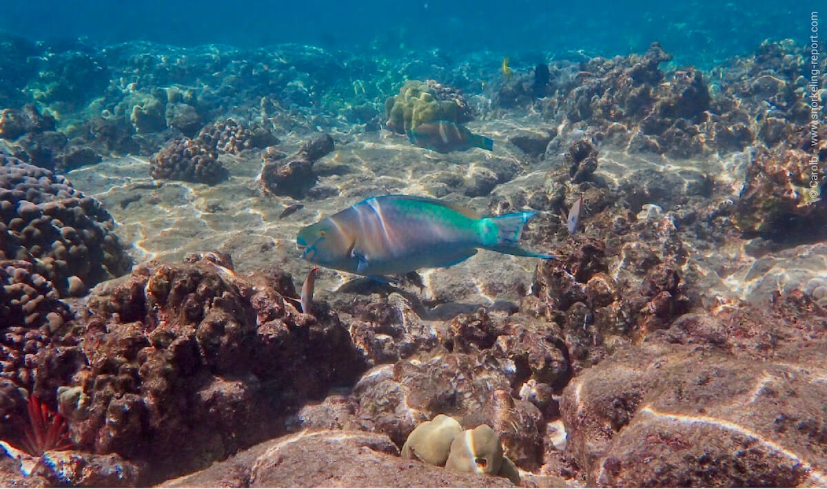 Coral reef at Kahaluu