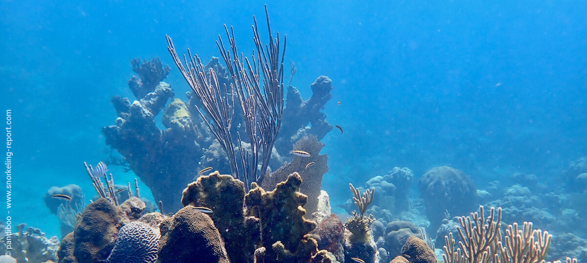 Coral reef at la Batea snorkeling spot