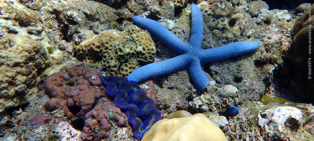Coral reef at Jemeluk beach