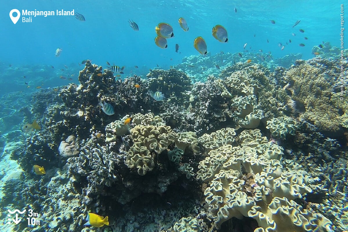 Coral reef at Menjangan Island