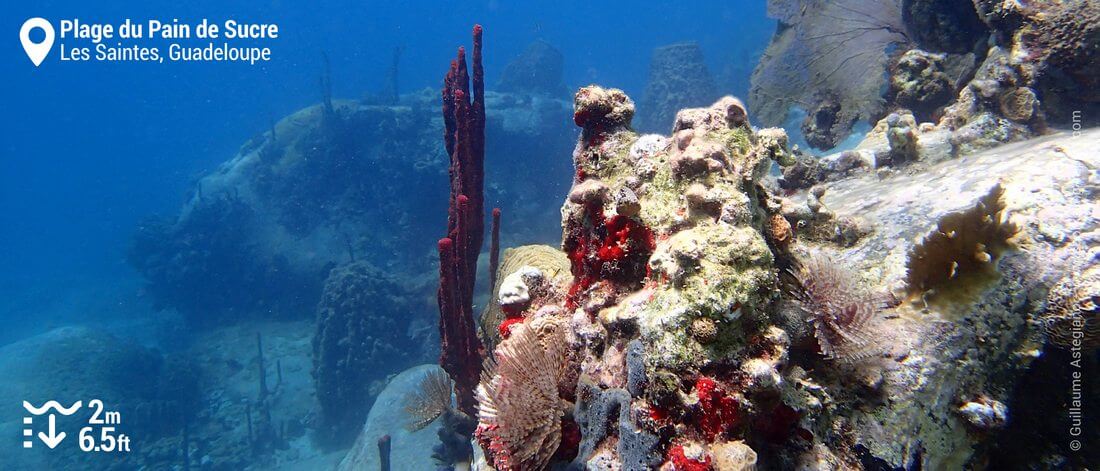 Coral and sponges at Pain de Sucre beach, Les Saintes, Guadeloupe