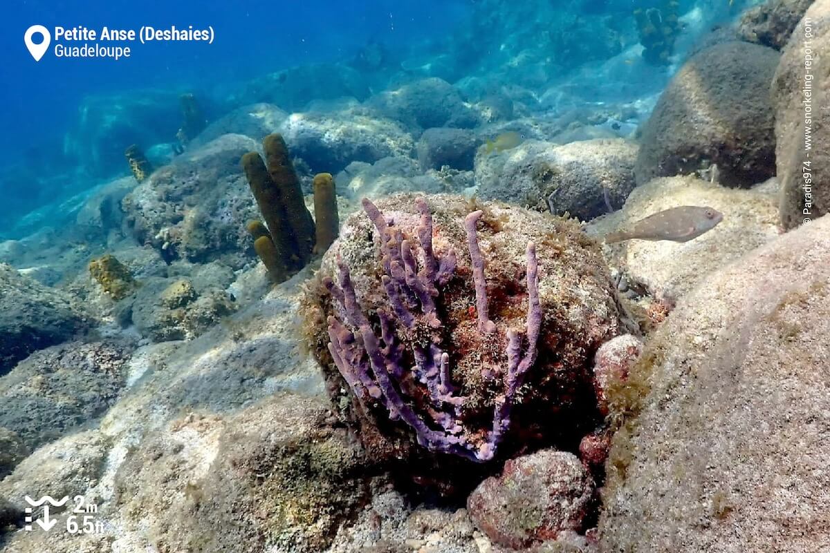 Le récif de Petite Anse abrite plusieurs variétés d'éponges.