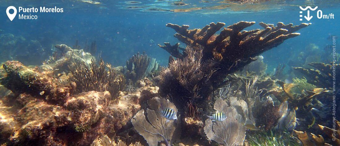 Puerto Morelos coral reef - Mexico snorkeling