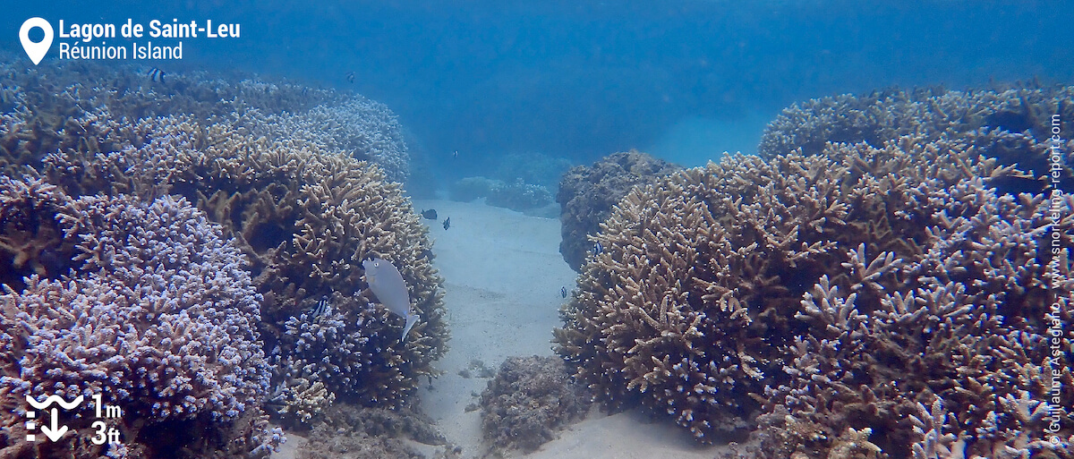 Coral reef in Saint-Leu