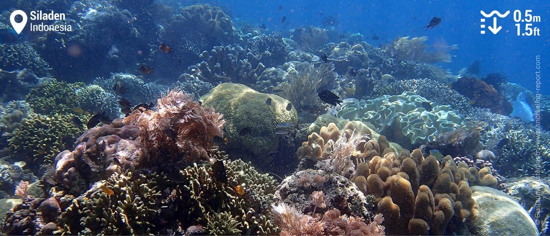 Siladen island coral reef snorkeling