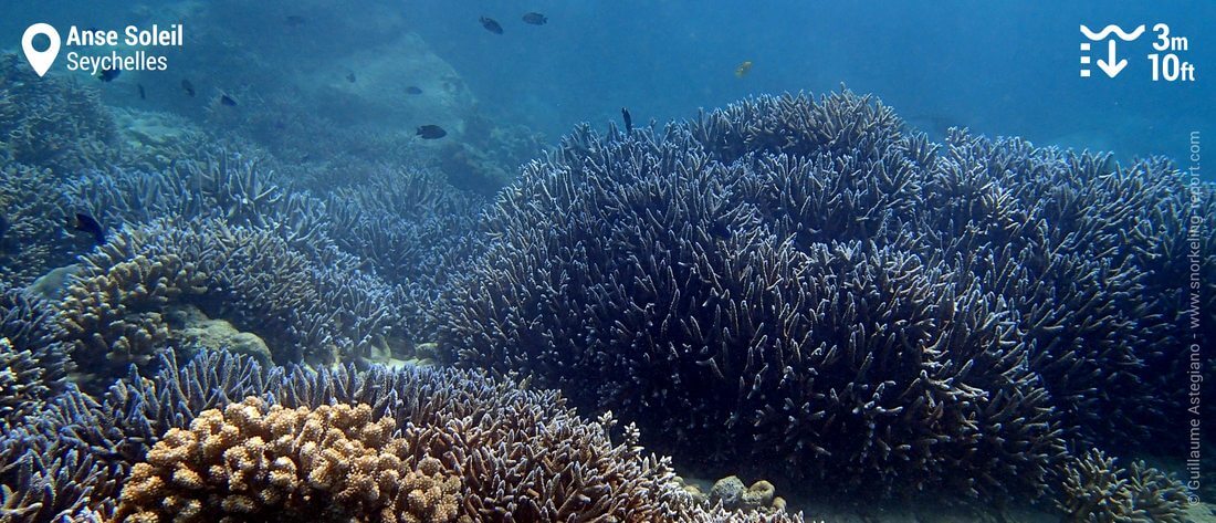 Coral reef snorkeling at Anse Soleil, Mahé