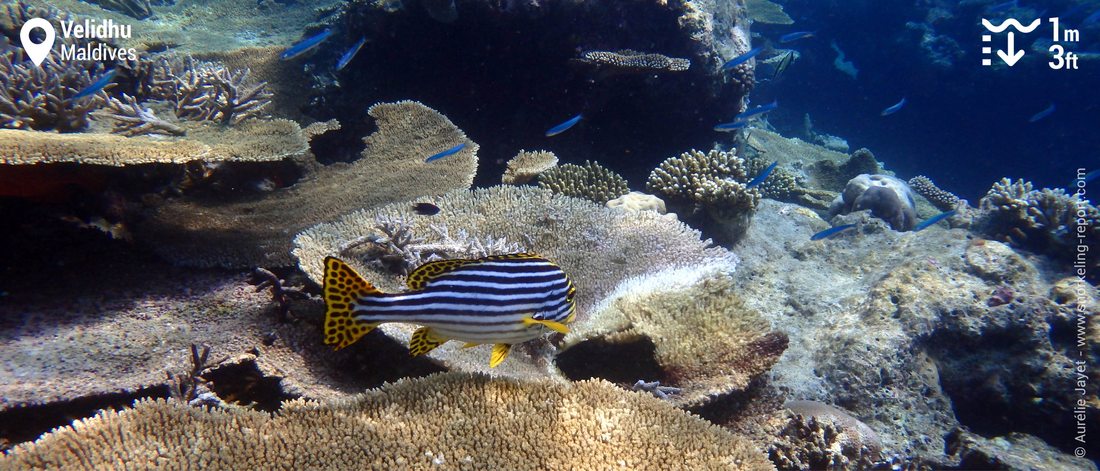 Snorkeling the coral reef of Velidhu, Maldives