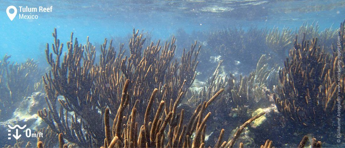 Coral reef at Tulum Reef, Mexico