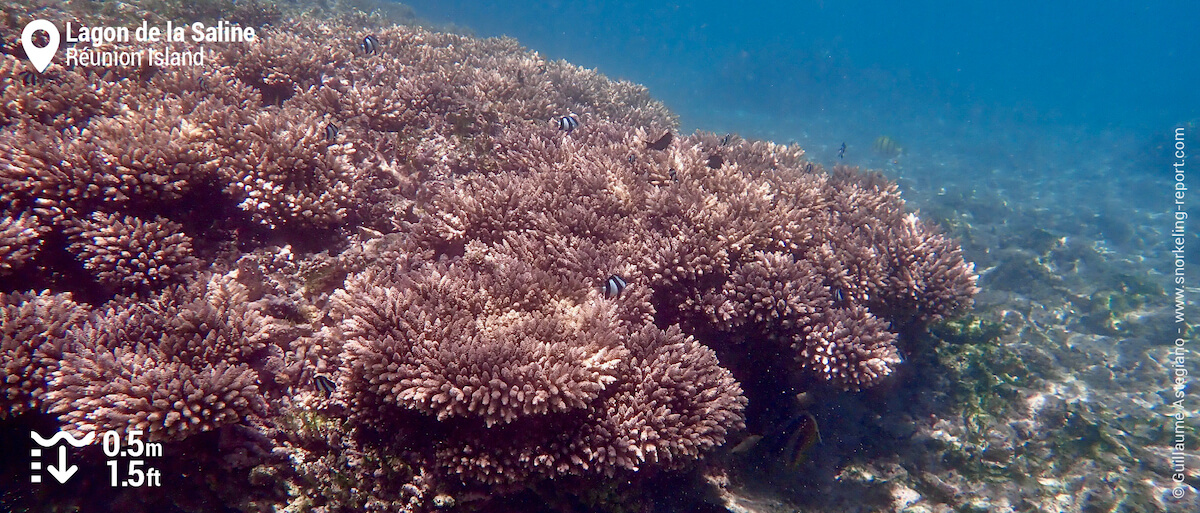 Coral reef