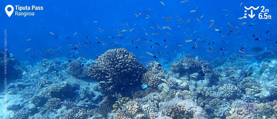 Coral reef in the Tiputa Pass, Rangiroa