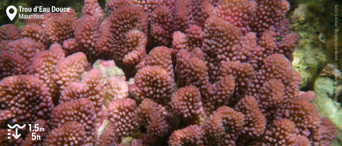 Pink coral at Trou d'Eau Douce, Mauritius