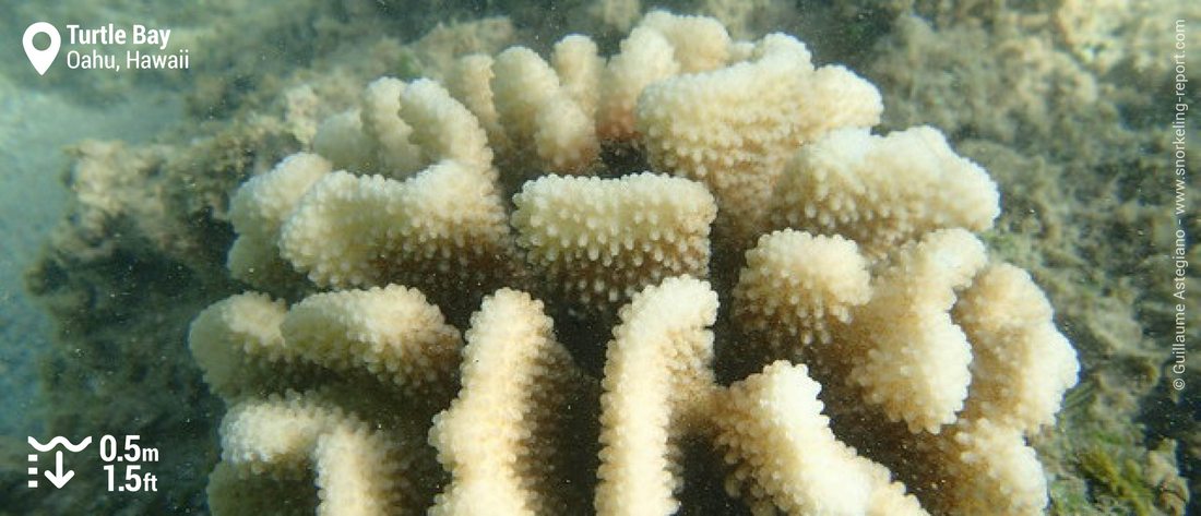 Coral at Turtle Bay Resort, Oahu