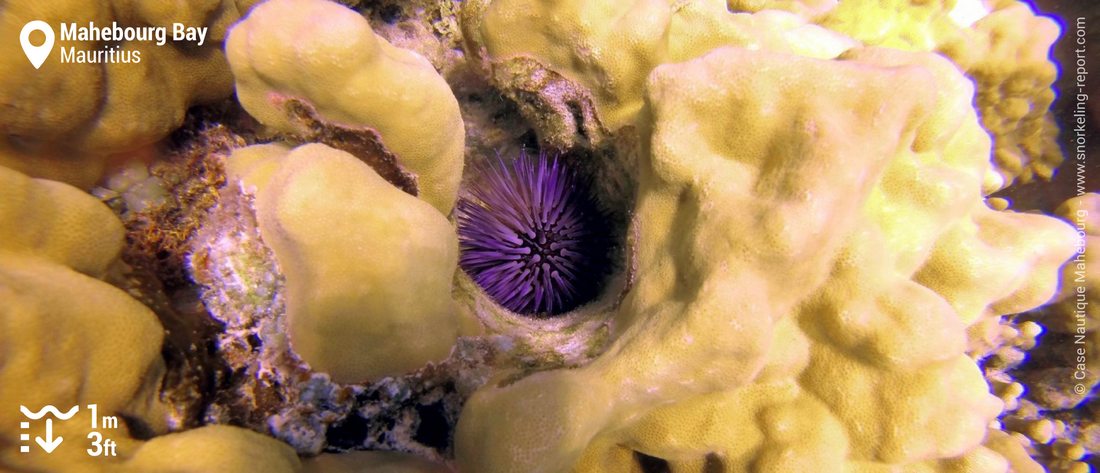 Coral and sea urchin in Mahébourg Bay