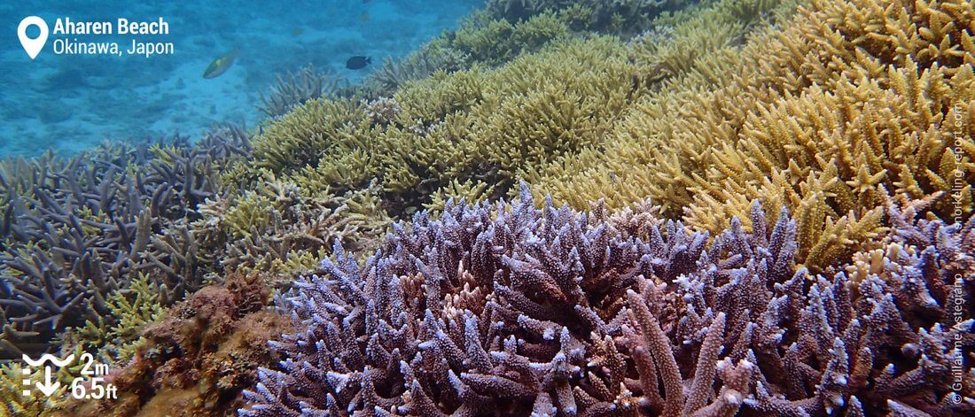 Récif corallien à Aharen, Okinawa
