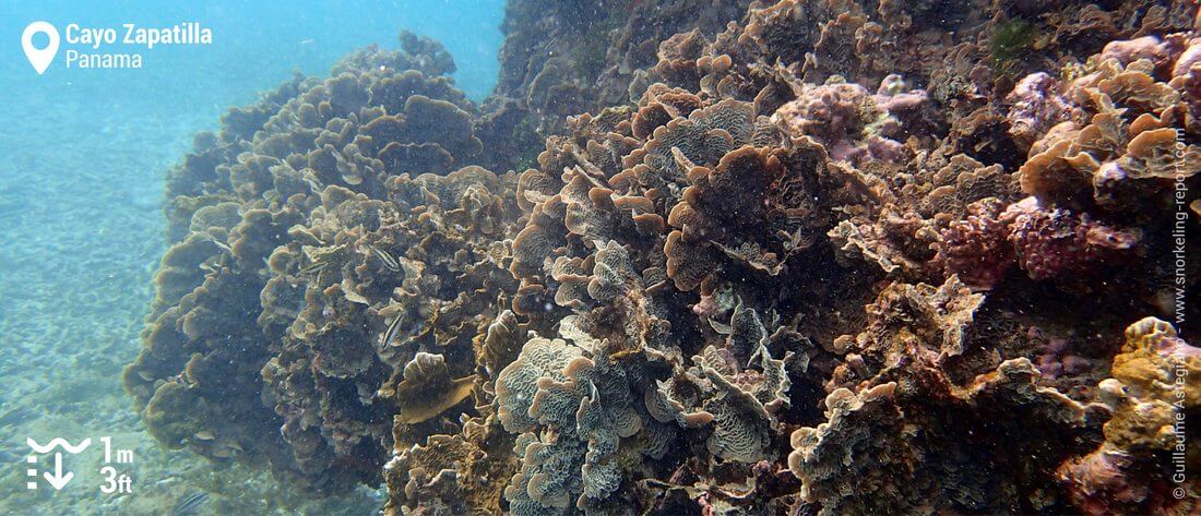 Coraux à Cayo Zapatilla, Panama