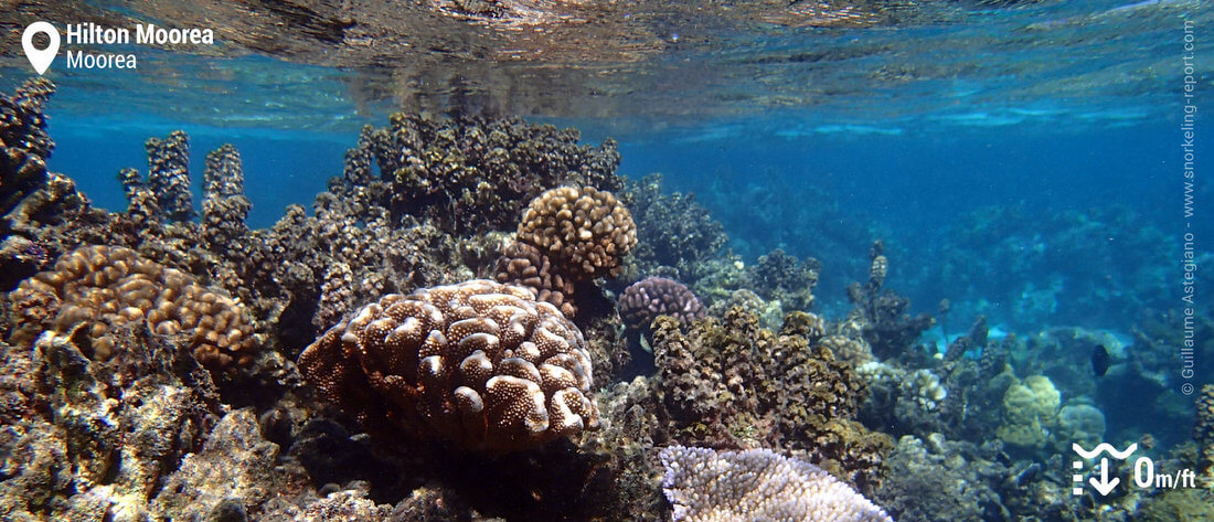 Récif corallien dans le lagon de l'hôtel Hilton Moorea