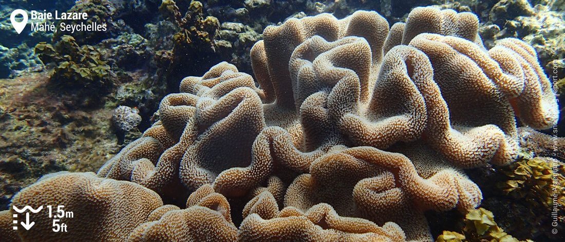 Sarcophyton à Baie Lazare, Mahé snorkeling