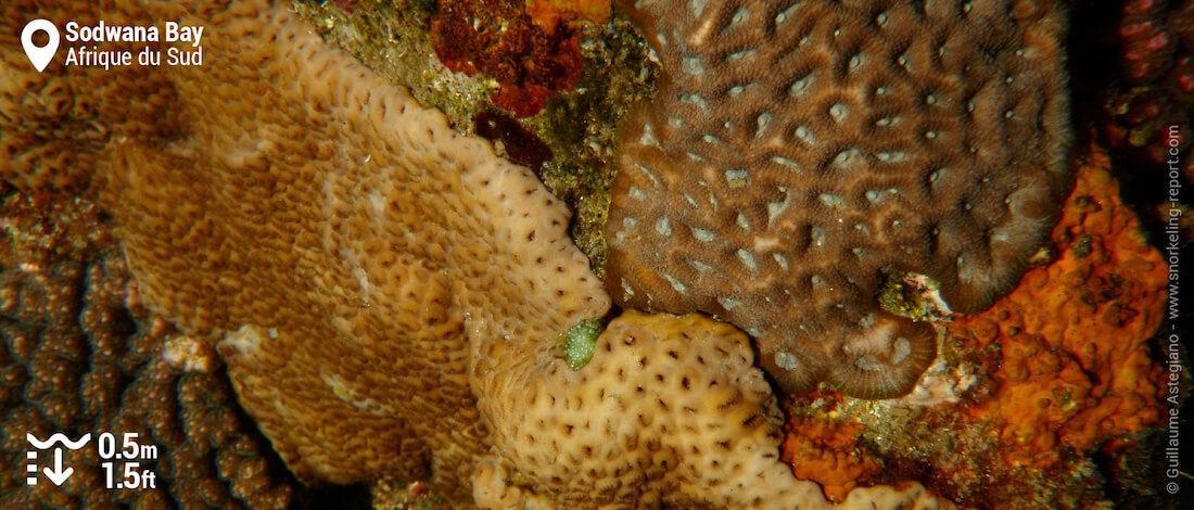 Corail à Jesser Point, Sodwana Bay