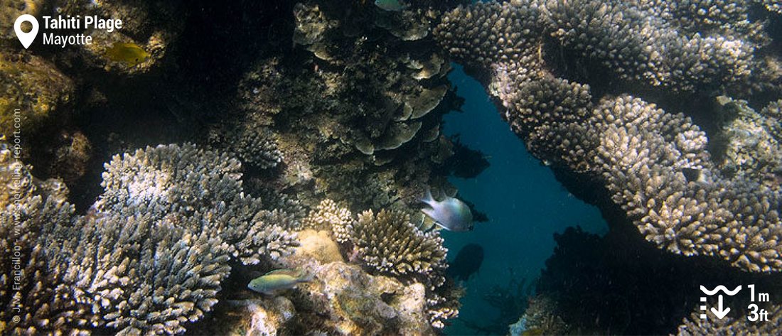 Récif corallien à Tahiti Plage, Mayotte