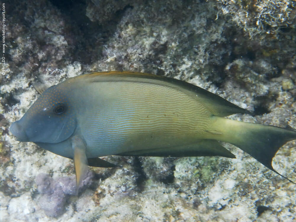 Poisson-chirurgien strié