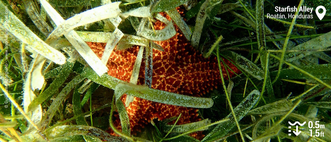Red cushion sea star at Starfish Alley, Roatan