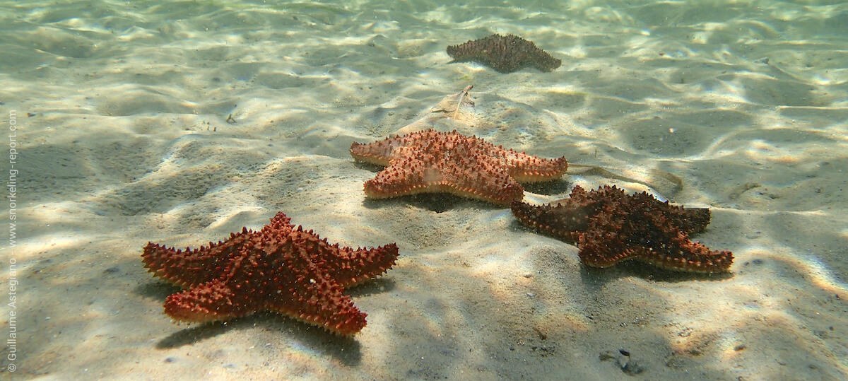 Cushion starfish in Roatan