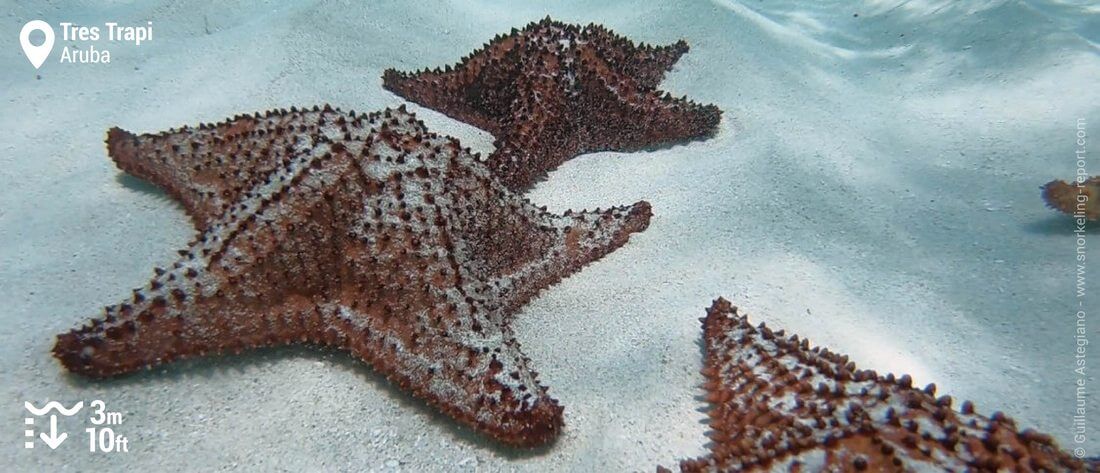 Snorkeling with starfish in Tres Trapi, Aruba